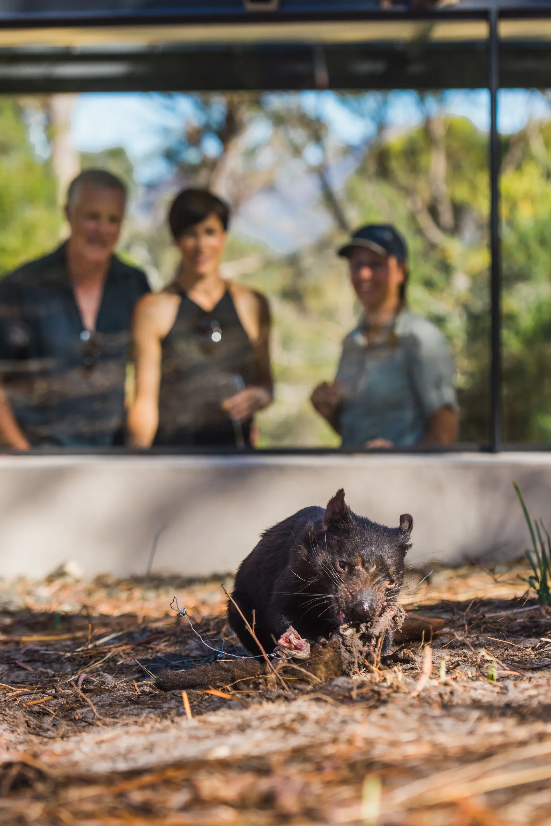 A close up image of a Tassie Devil with 3 three people observing behind a glass enclosure.
