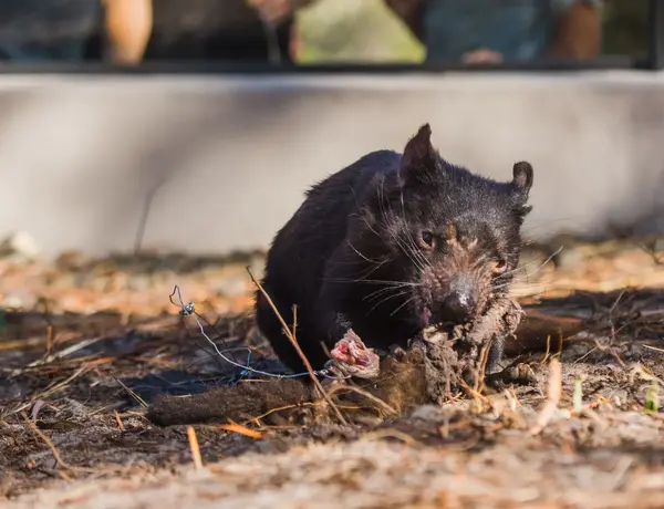 Tasmanian Devils at Saffire