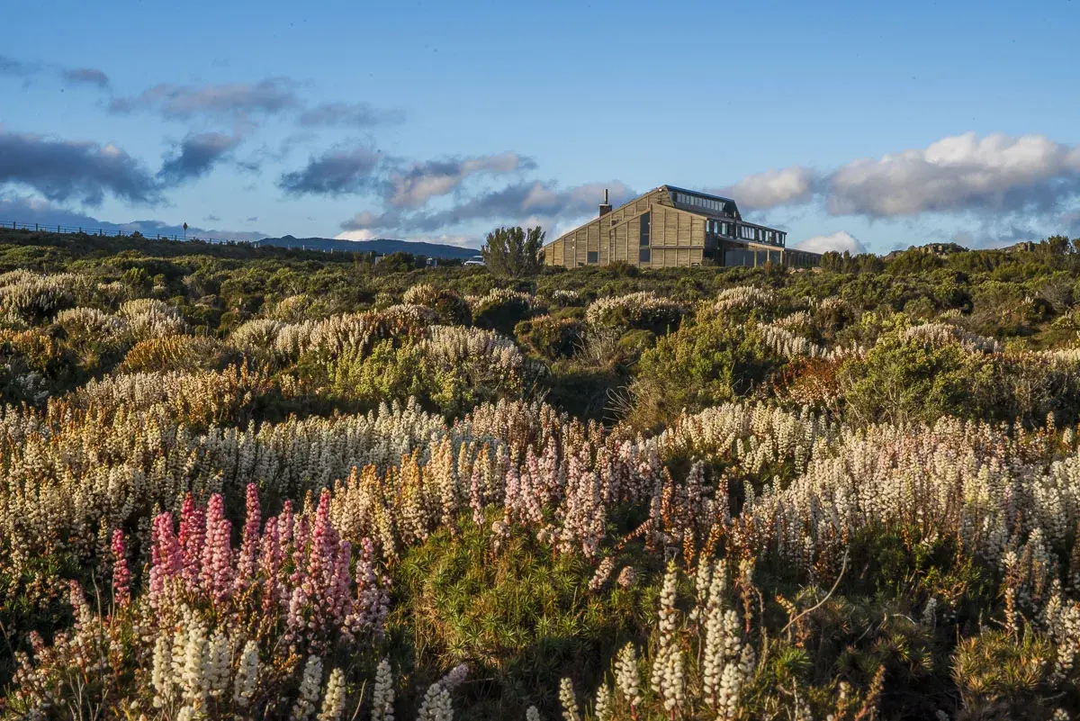 An external image of the lodge siting long low within a dense field of flowering alpine vegetation, its elongated form and sloped roofline emerging from the rugged Central Highlands landscape.