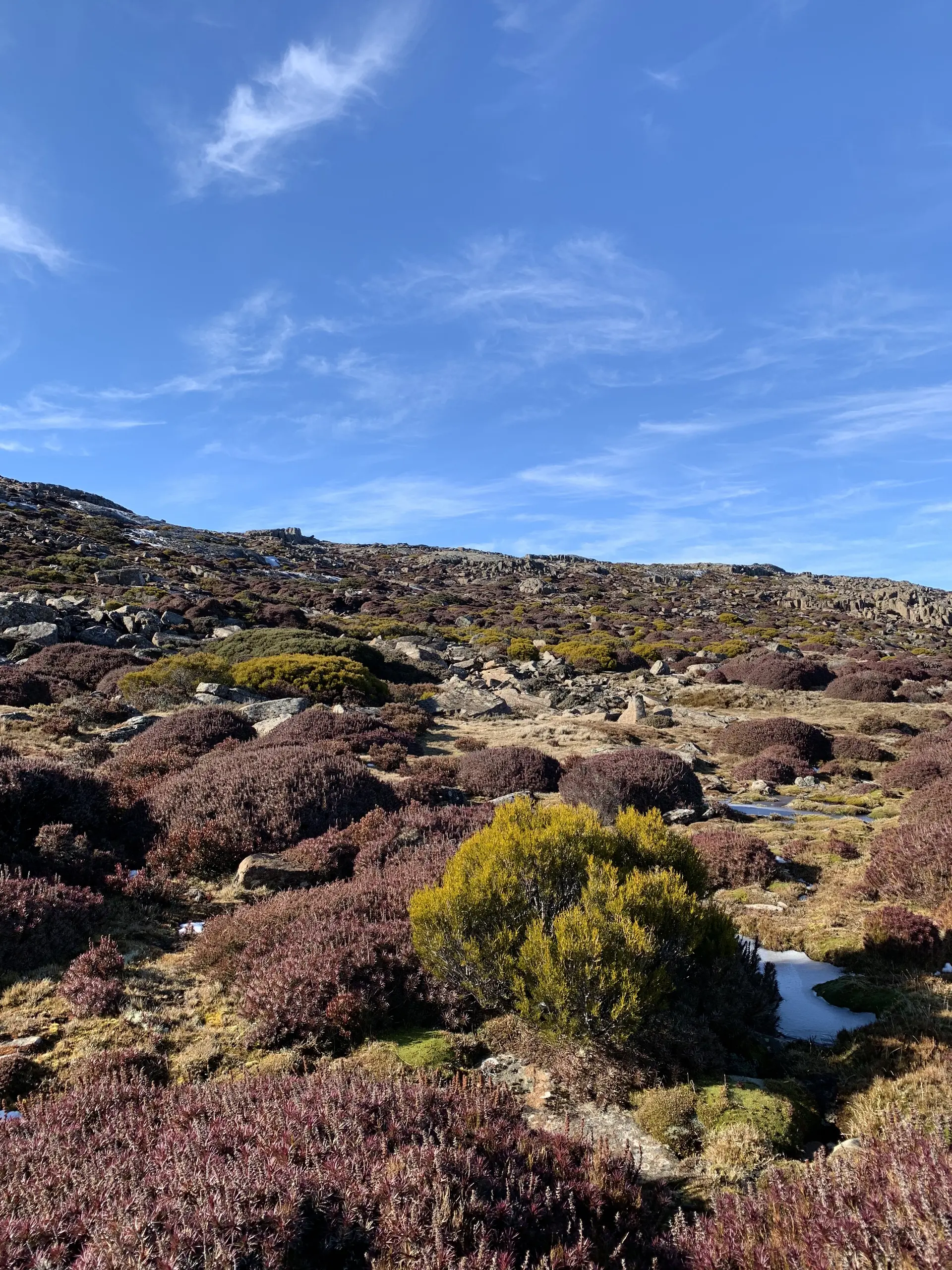 The wind swept alpine plants on Ben Lomond.