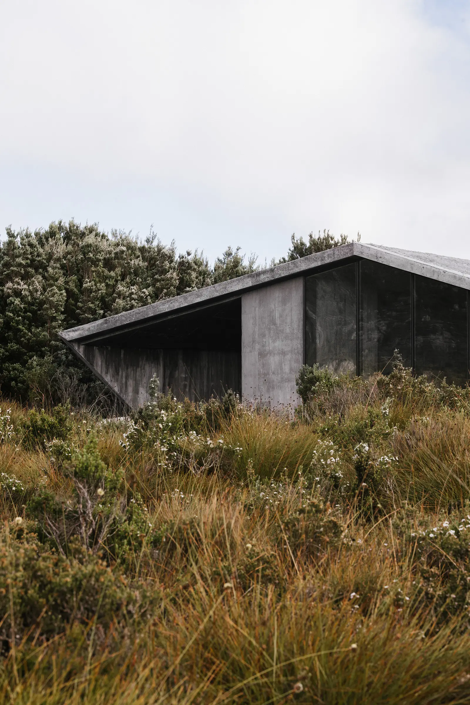 The building features a sharp, angular roofline that slopes down toward the surrounding tall grasses and wild shrubs. Large glass panels are integrated into the textured concrete walls, reflecting the overcast sky and the dense green trees in the background.