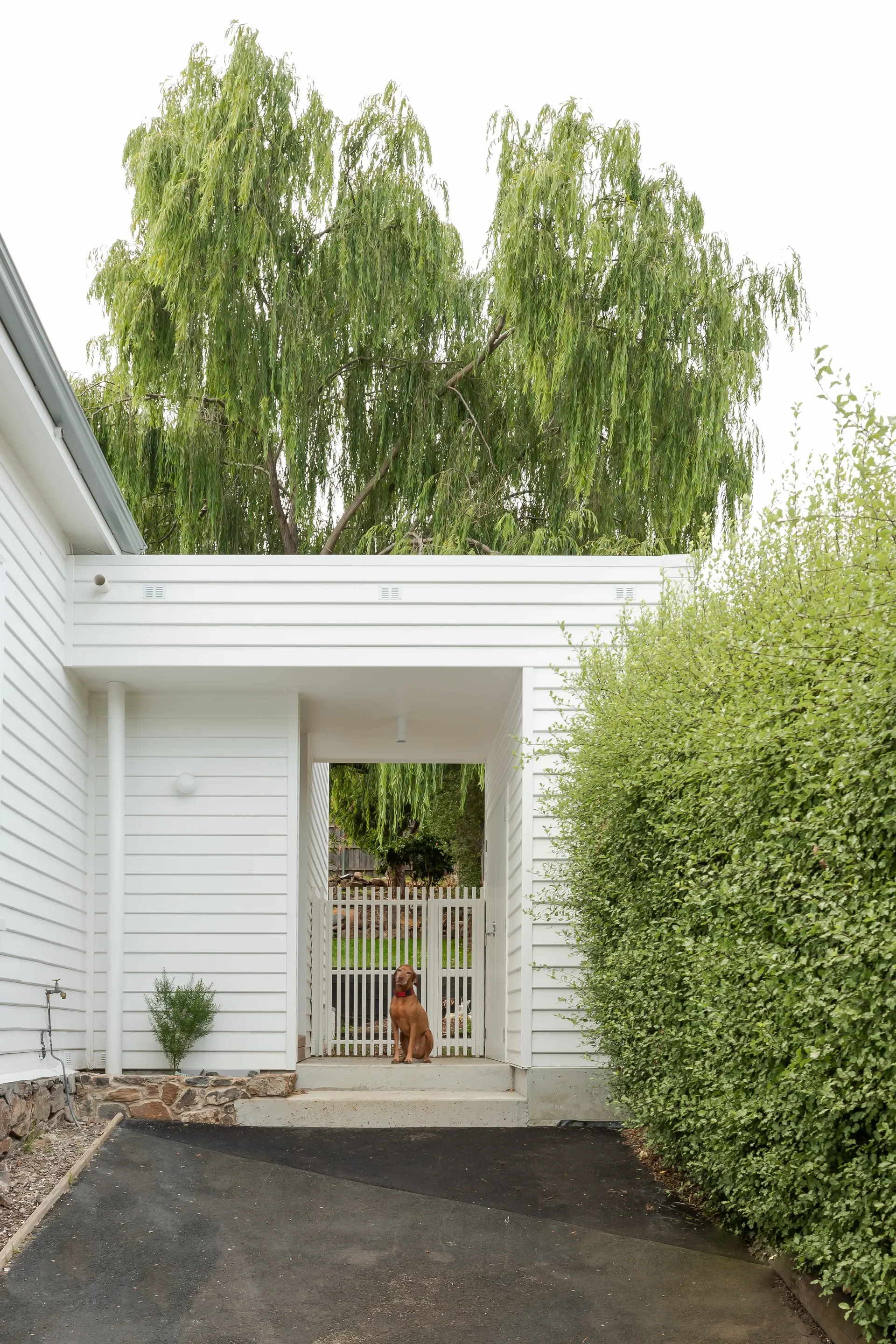 A brown dog sits on a concrete step beneath a modern white breezeway, to the right a tall, leafy green hedge and behind a large, drooping willow tree.