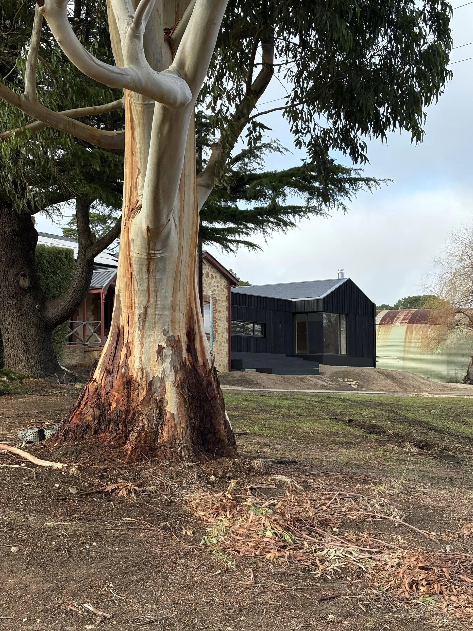 In the foreground, the peeling, textured bark of a large eucalyptus tree dominates the view. Behind it sits a modern, black gabled building with large glass windows, connected to an older stone structure and a rusty water tank.