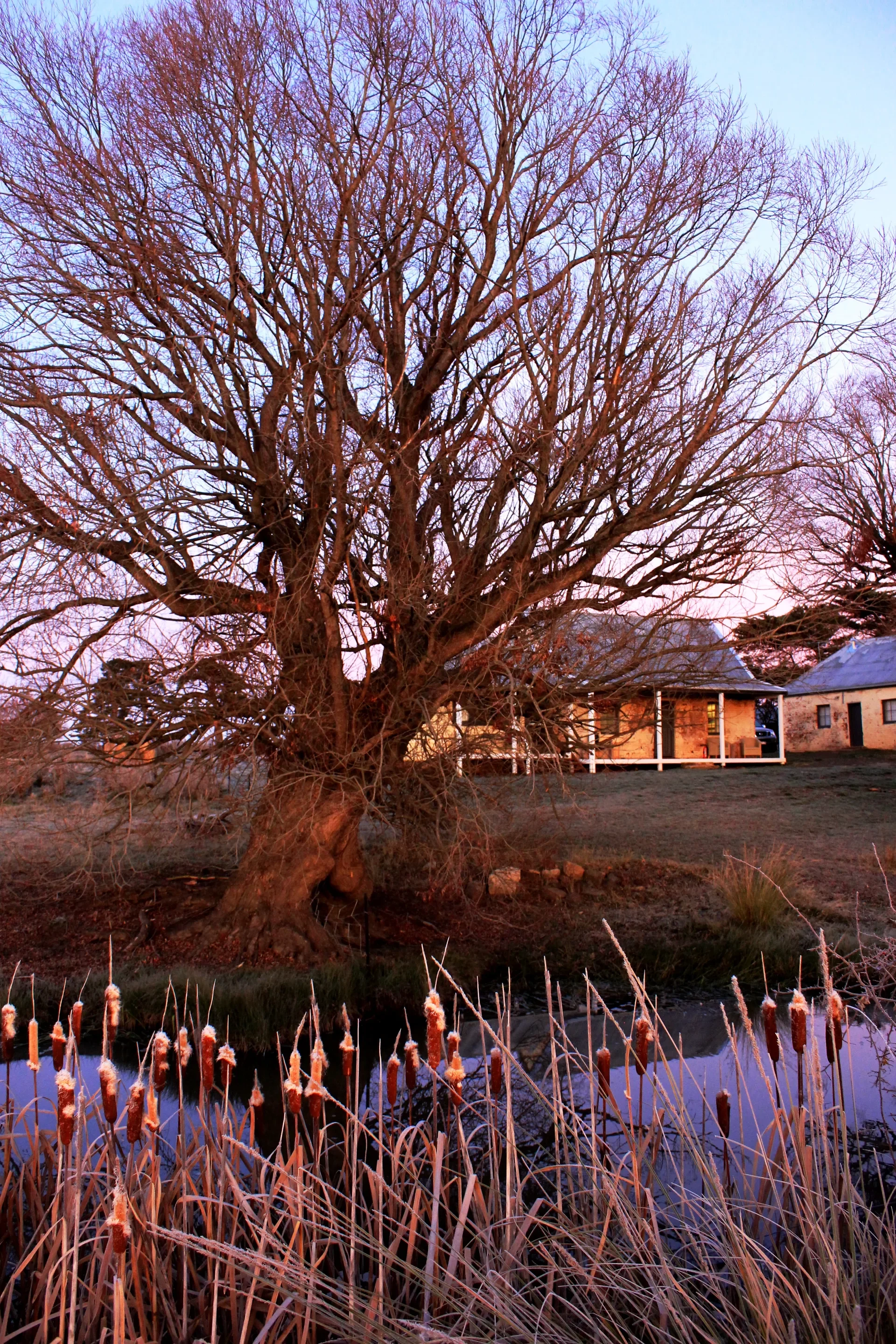 In the foreground, cattails line the edge of a still pond reflecting a pinkish-blue sky. Behind them, a large, leafless tree stands near several small stone buildings with metal roofs.