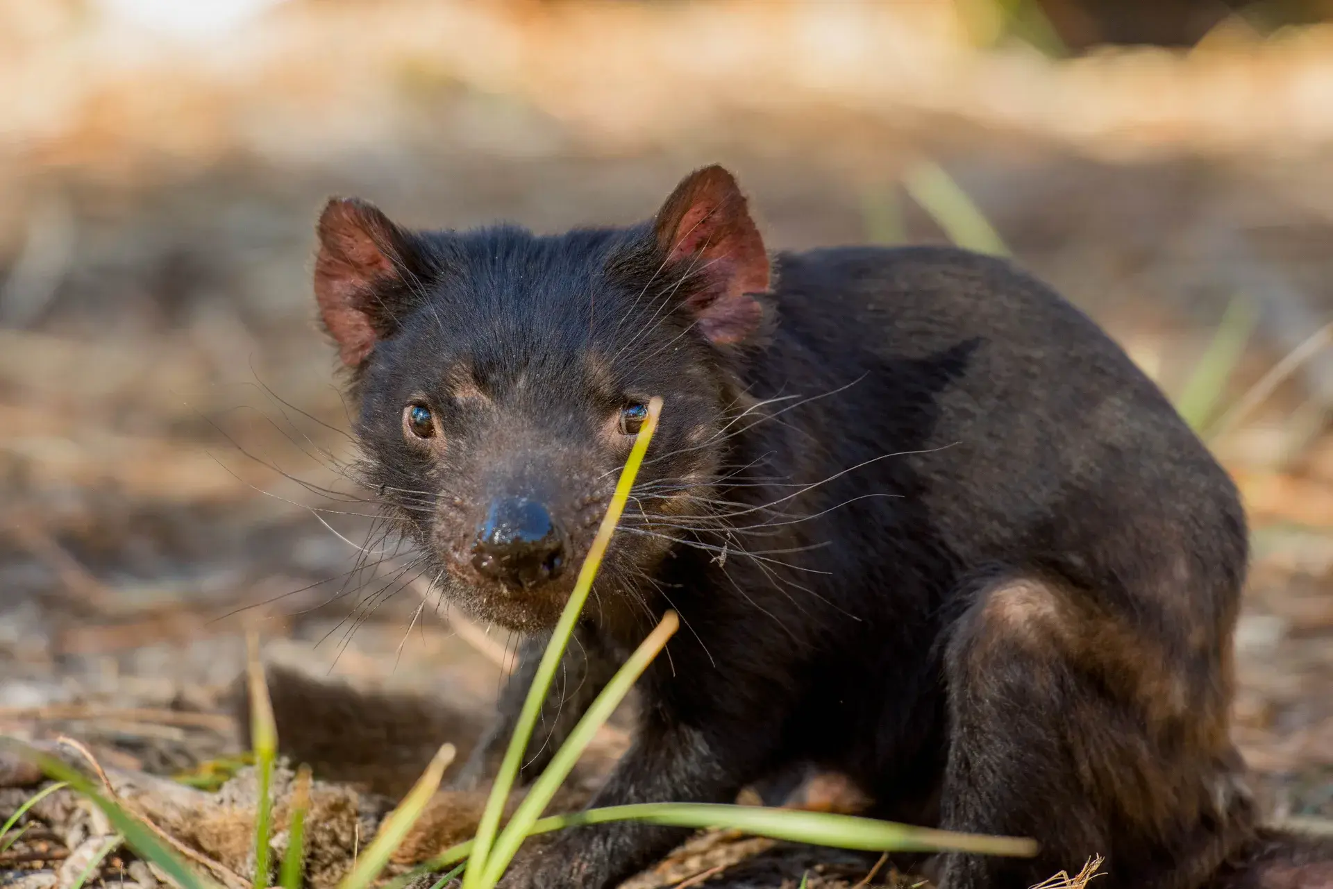 A Tasmanian devil with dark fur and alert eyes sits among dry grass. The close-up highlights its prominent whiskers and pink-tinted ears against a blurred natural background.