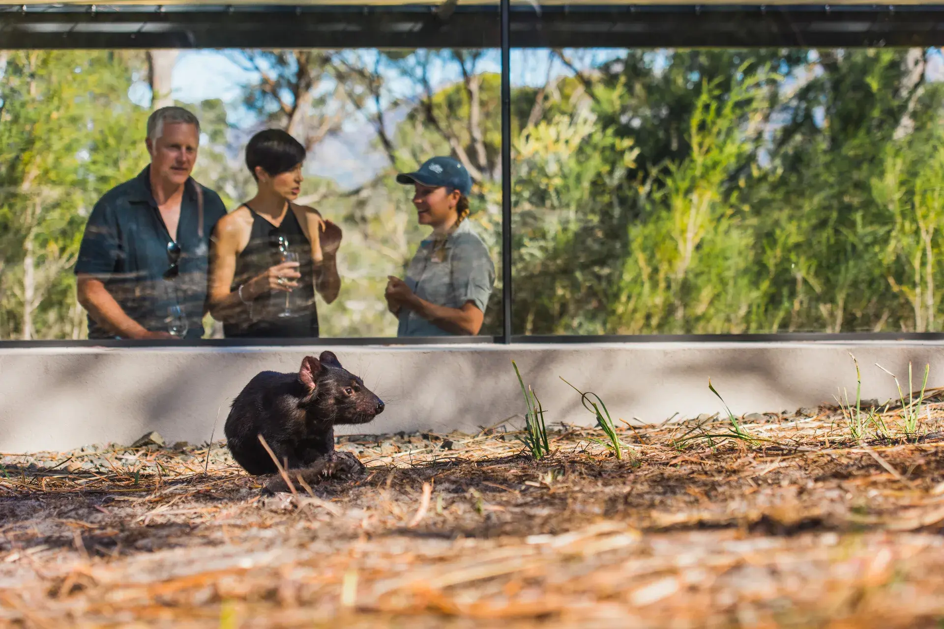 A Tasmanian devil rests in the foreground on dry, pine-needle-covered ground. Behind it, three people are visible through a large, floor-to-ceiling glass window that reflects the surrounding green forest.