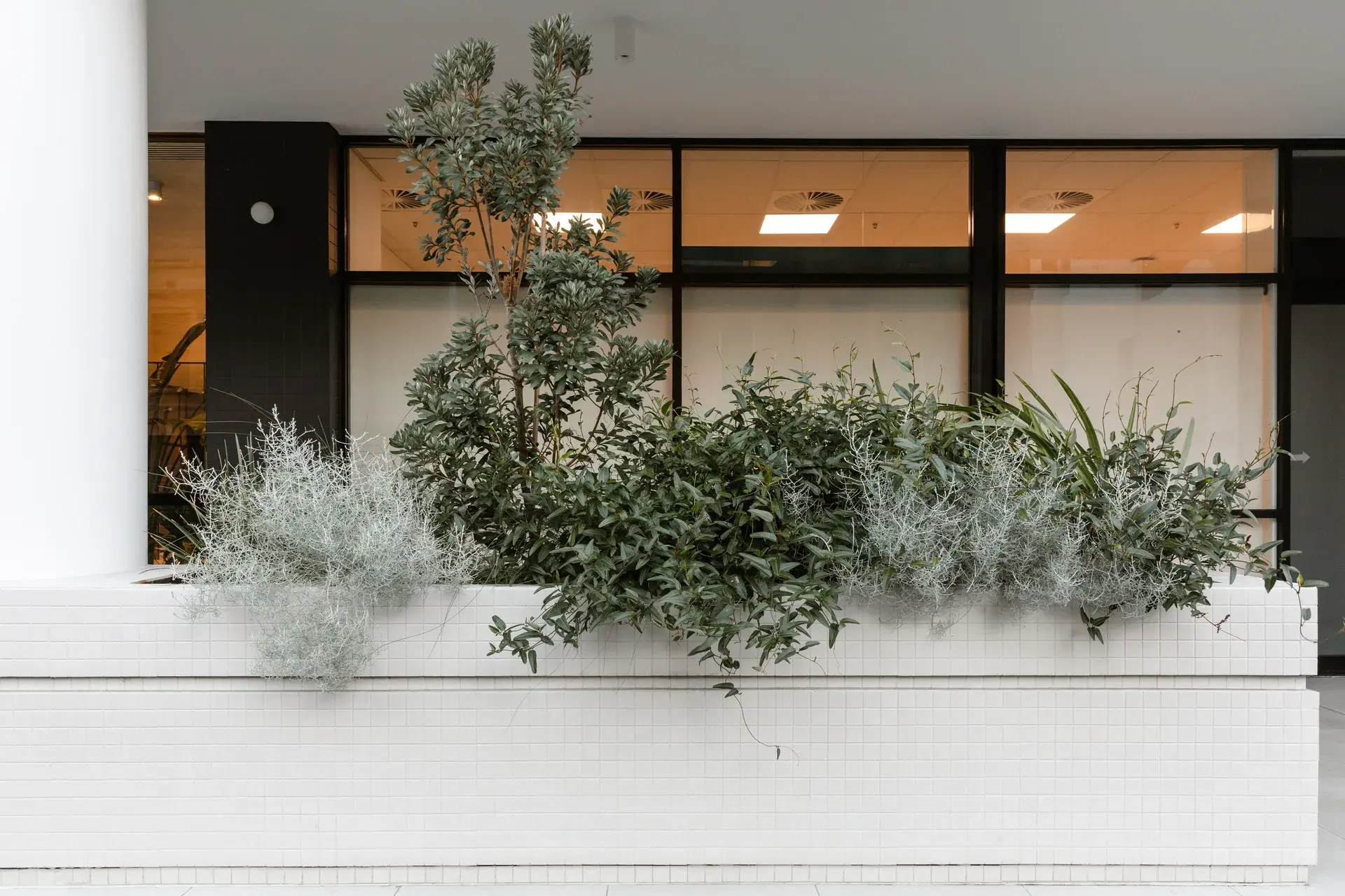 The combination of native plants softens the hard surfaces of the public spaces.