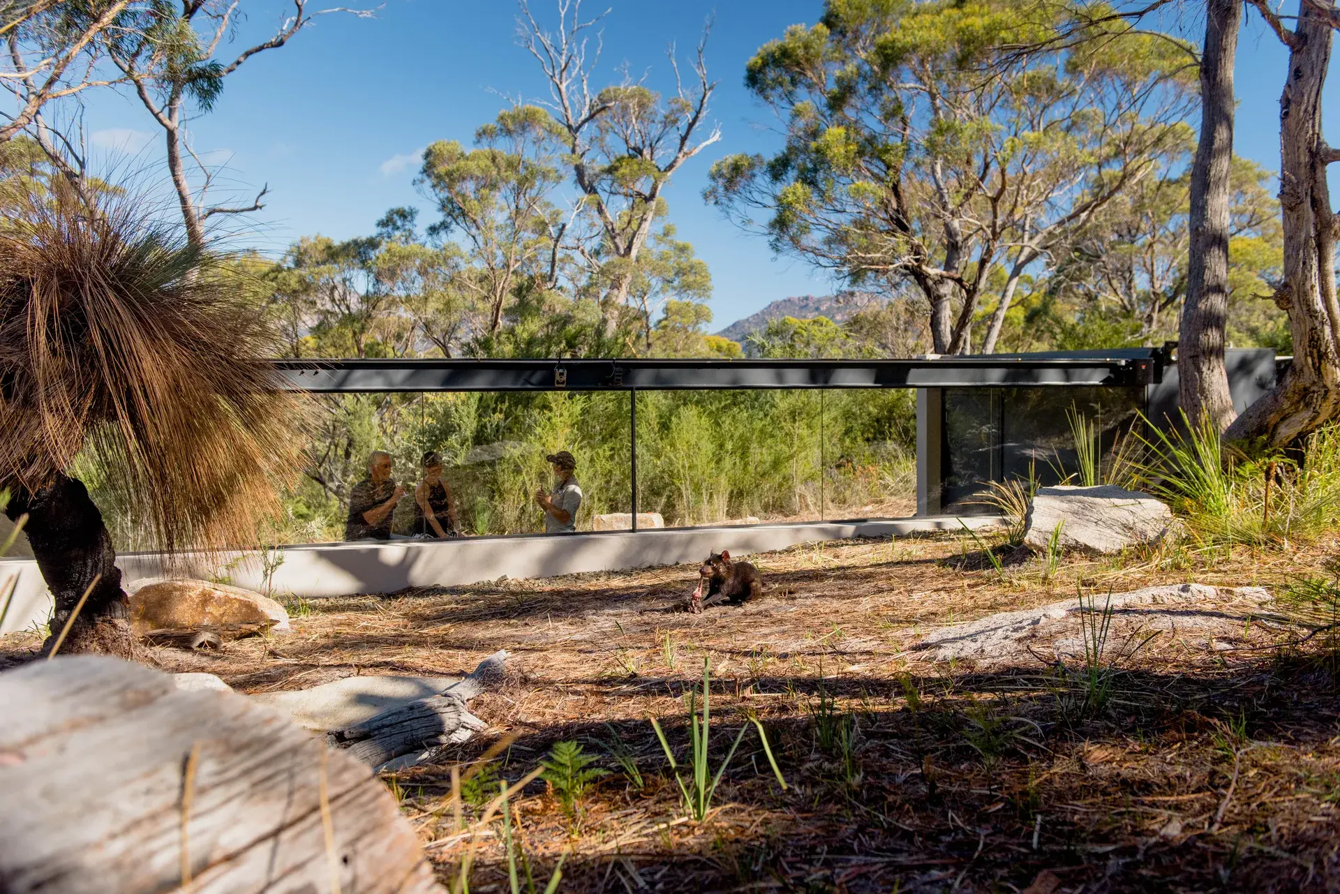 This low-profile, modern structure features a long glass wall that provides a clear view of people inside and the lush, wooded environment beyond. It is integrated into a natural landscape of dry grass and gum trees, with a Tasmanian devil resting on the ground in the foreground.