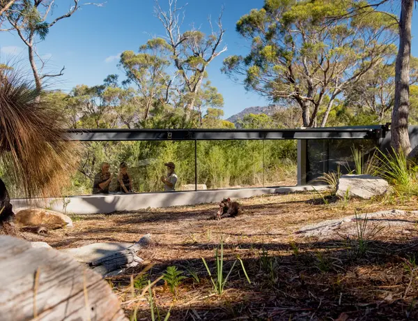 Tasmanian Devil Enclosure at Saffire