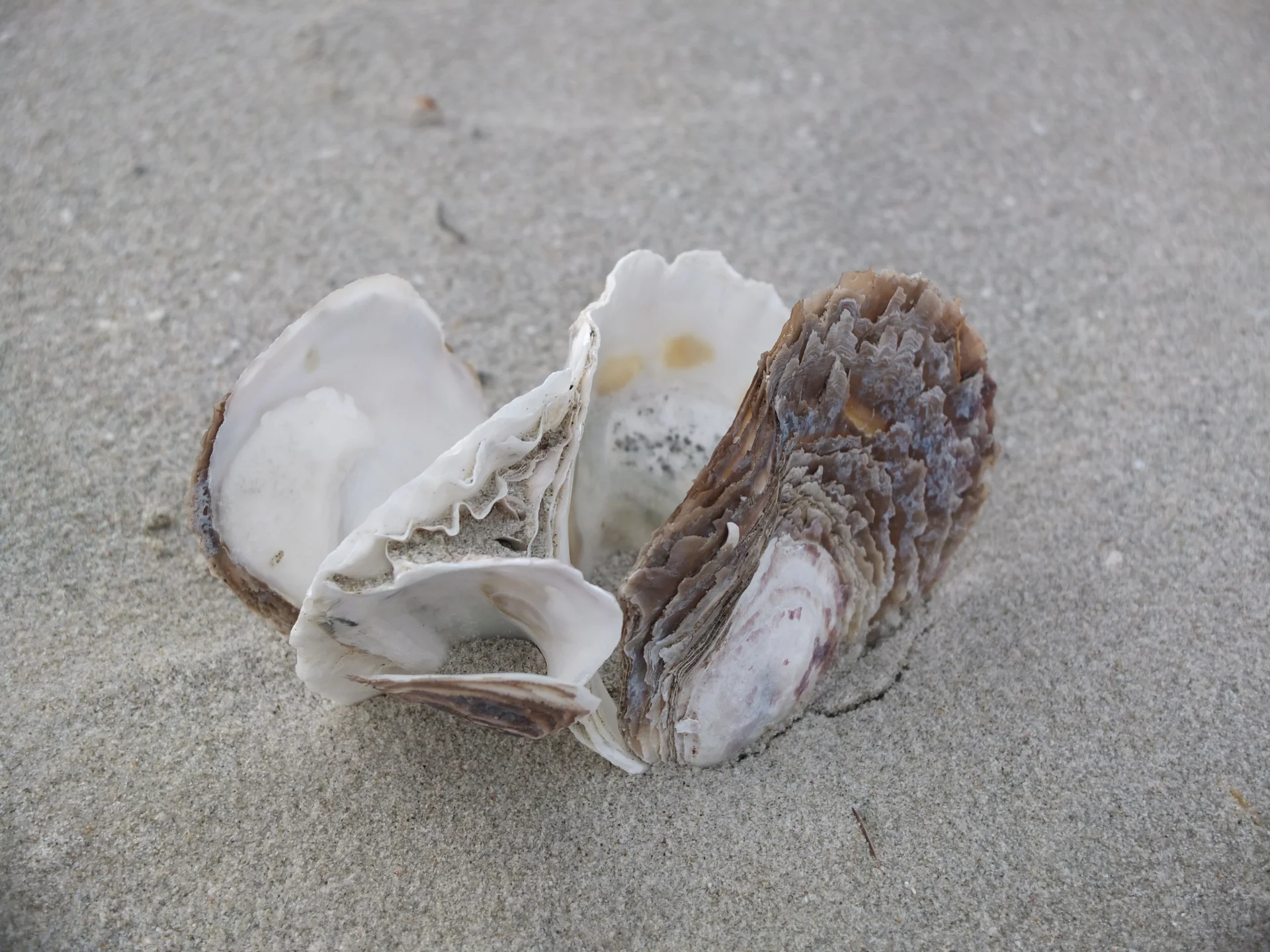 A group of seashells partially embedded in sand, showing varied textures and layered forms in soft neutral tones.