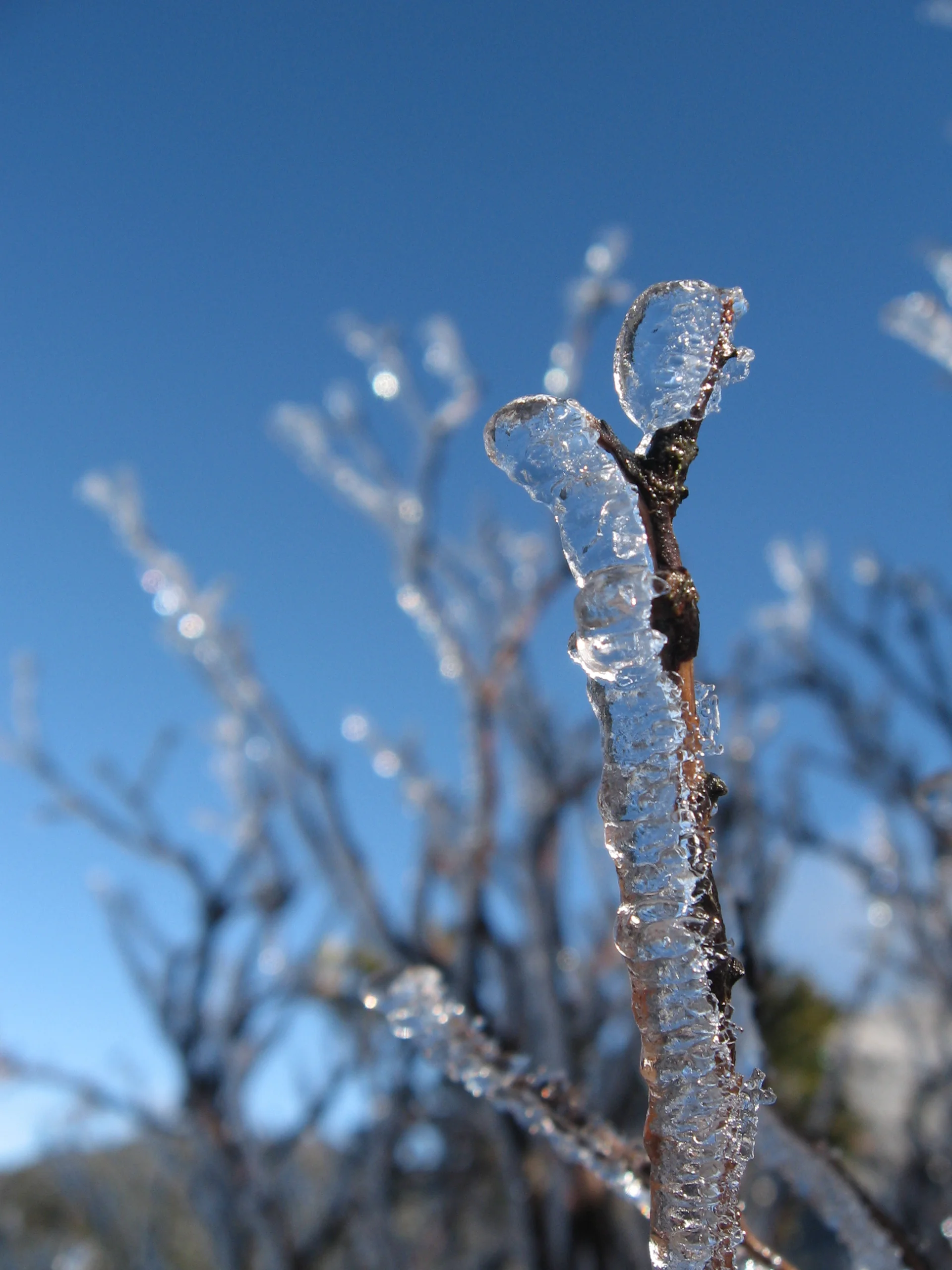 A close-up of a small branch encased in clear ice, set against a bright blue sky with softly blurred branches in the background.