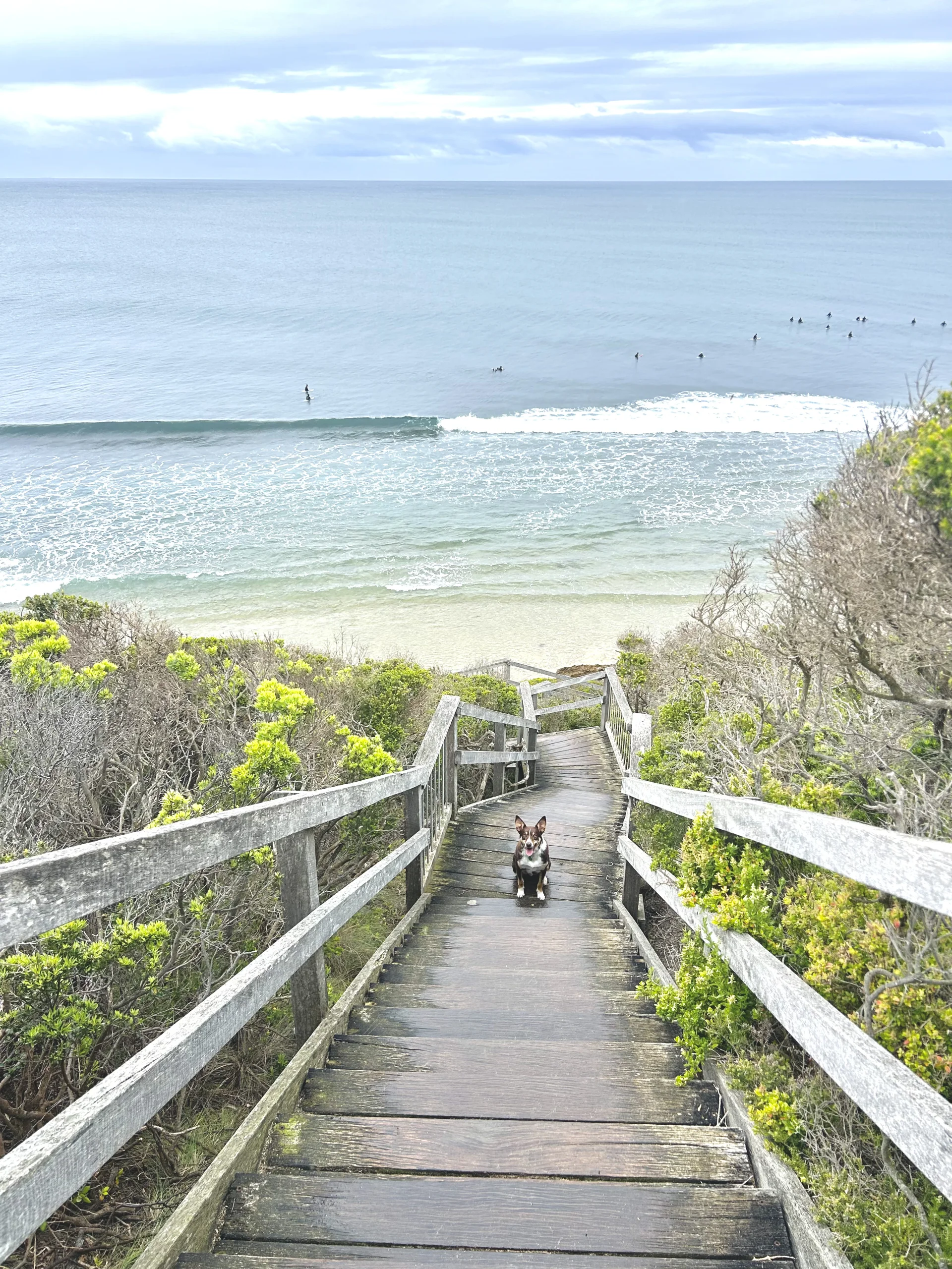 A wooden staircase leading down to the ocean, surrounded by coastal vegetation, with Ebony's Dog Finley standing on the steps and waves breaking in the background.