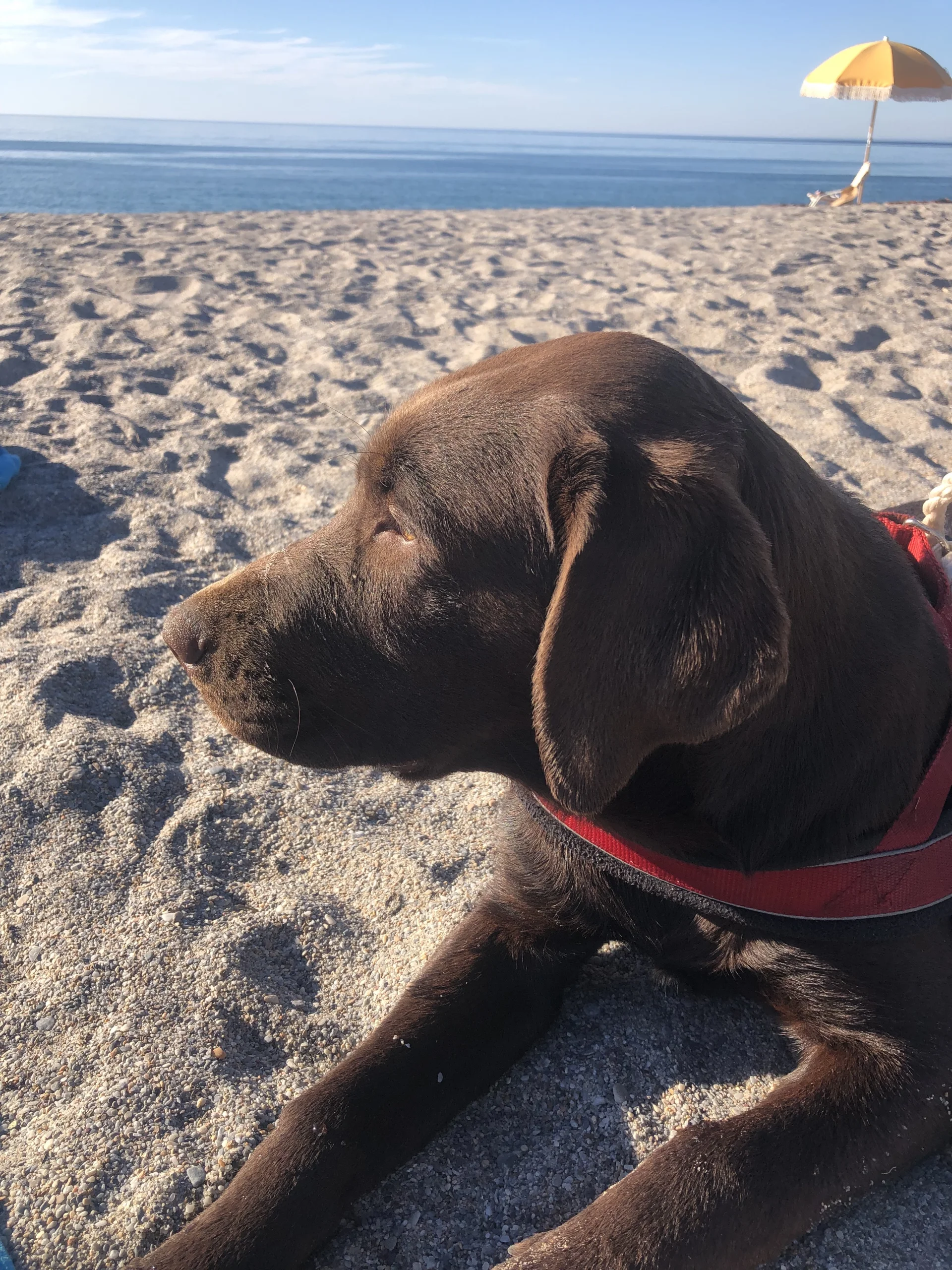 A brown dog lying on sand at the beach, wearing a red harness, facing the ocean with a yellow umbrella visible in the distance.