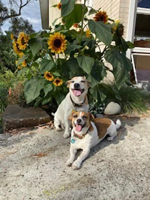 A photograph of two happy small dogs sitting on a concrete surface in front of tall sunflowers, both looking toward the camera with their tongues out, framed by greenery and a house in the background.