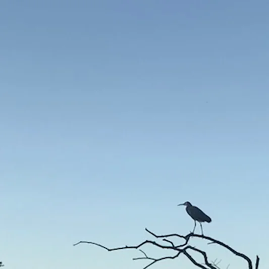 A minimal composition of a bird perched on a bare branch, silhouetted against a pale blue sky with a large expanse of negative space.