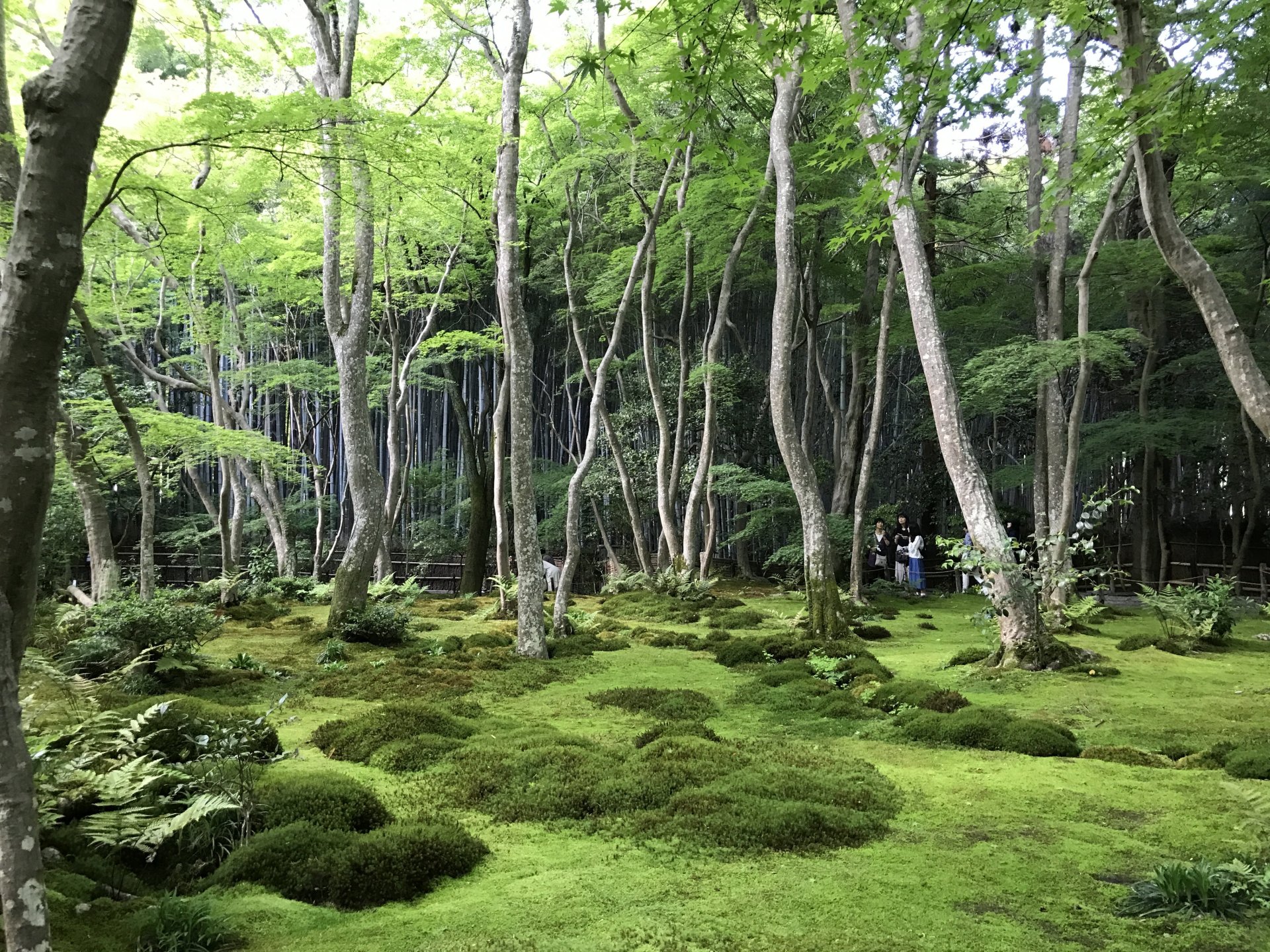 A tranquil forest scene with slender trees rising from a dense carpet of bright green moss, soft light filtering through the canopy and a small group of people visible in the distance.