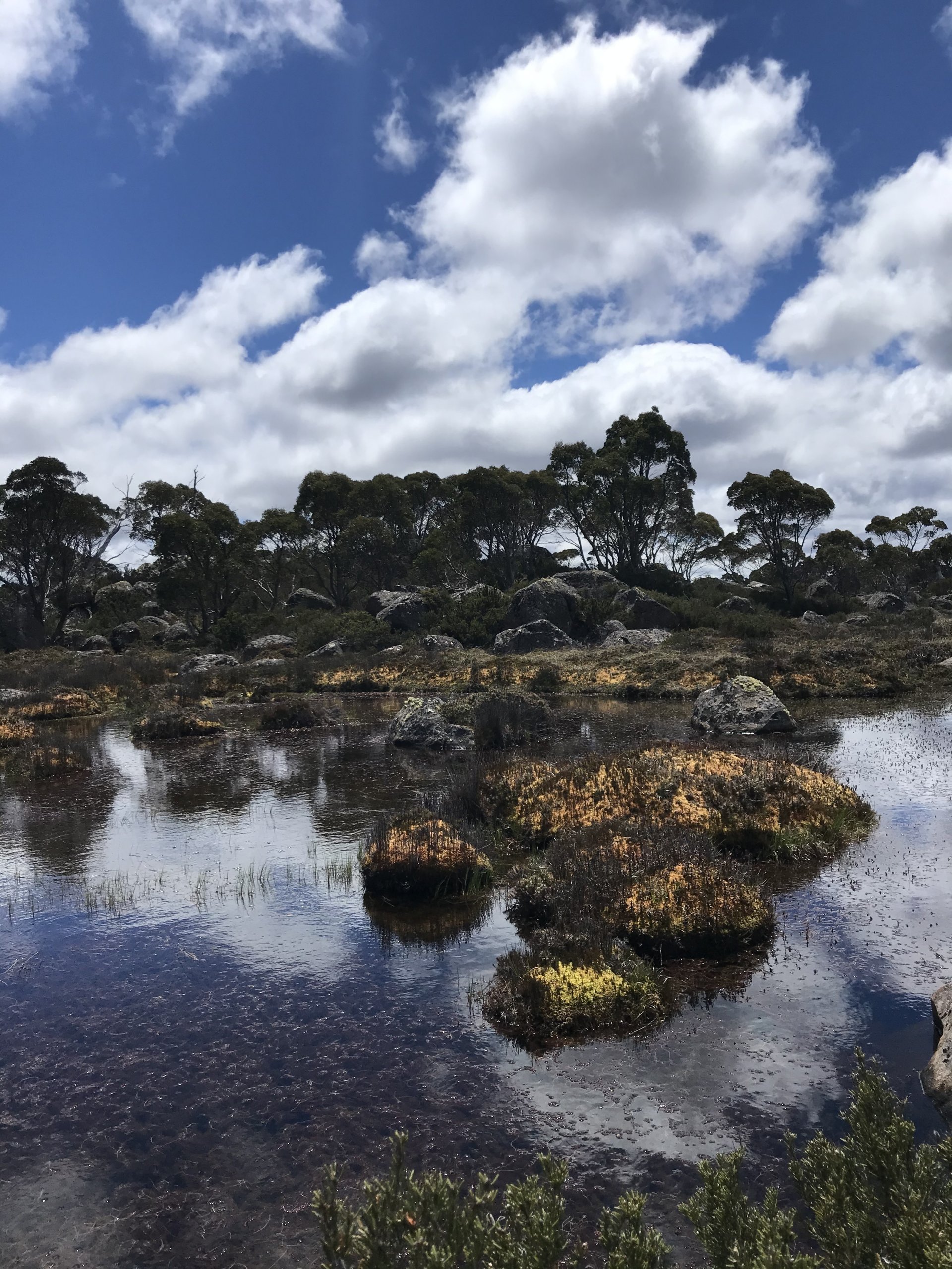 A calm wetland landscape with shallow reflective water, low rugged vegetation and scattered rocks beneath a wide sky filled with soft clouds.