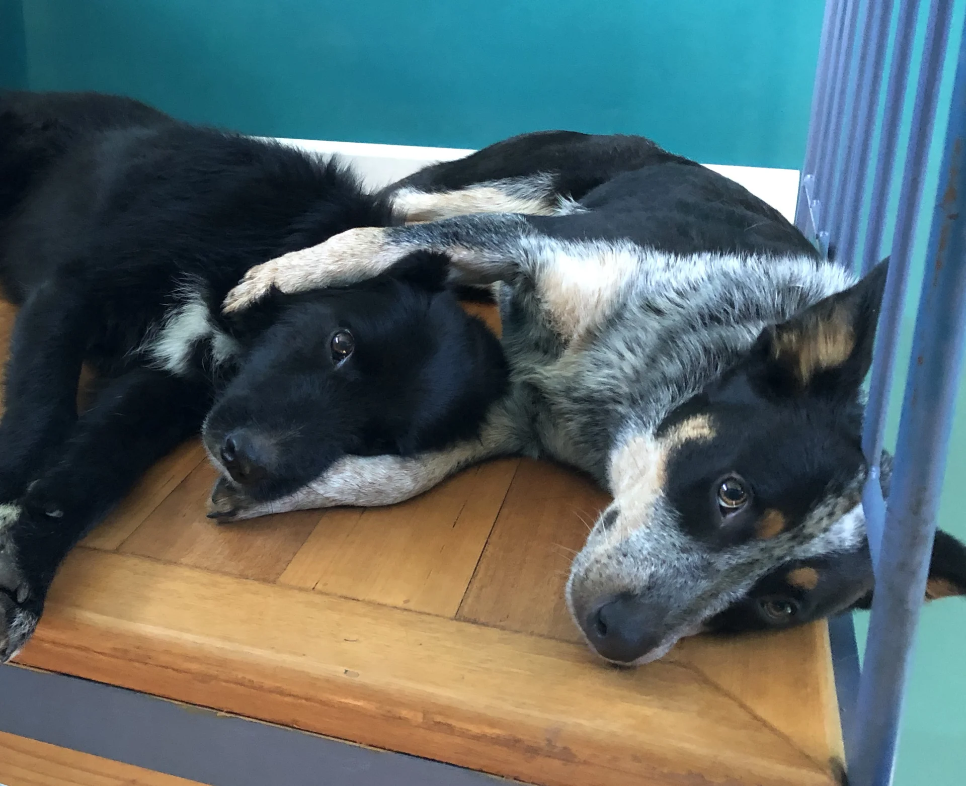 A candid photograph of Ned's dogs laying together at the top of a staircase. The black dog, Messi, lies partially underneath the other dog, Melon, whose is hugging up in a playful and affectionate moment.