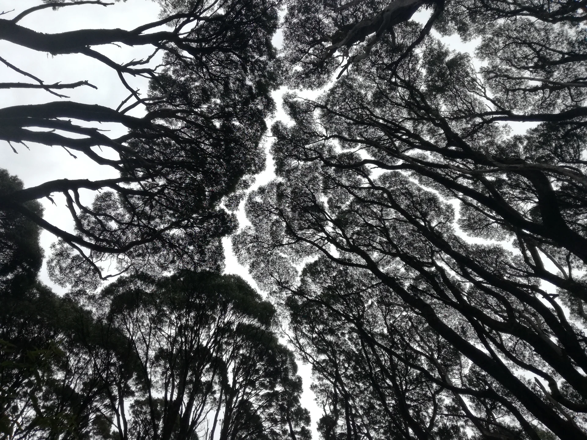 An upward view through a dense canopy of trees, their dark, branching silhouettes forming intricate patterns against a bright, overcast sky.